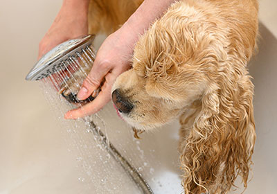 ペット足洗い場