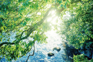 「F☆☆☆☆」（Fフォースター）