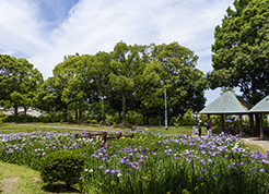 自然風庭園