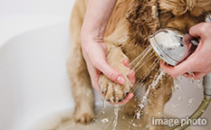 ペット足洗い場