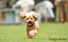 愛するペットと過ごす楽しい暮らし