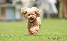 愛するペットと過ごす楽しい暮らし