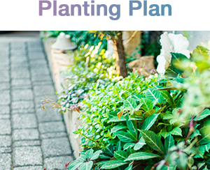Planting Plan