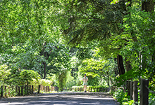 都立林試の森公園