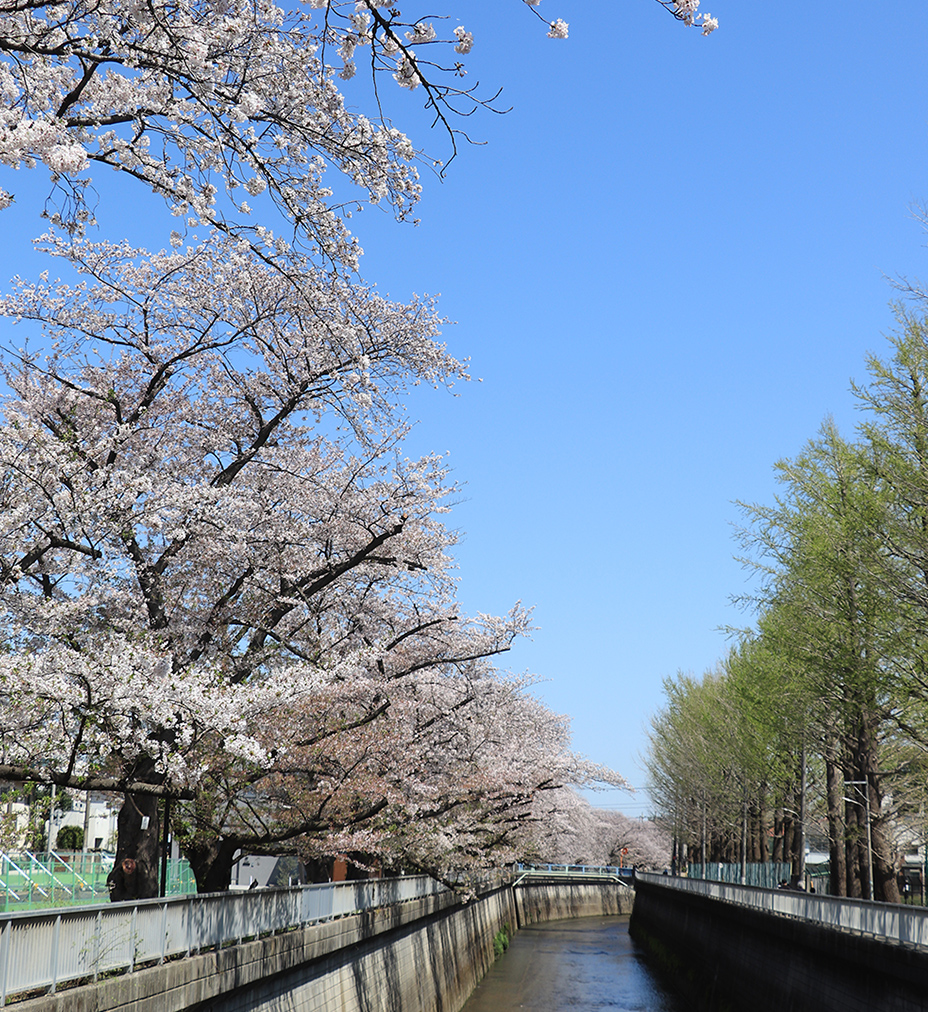 石神井川