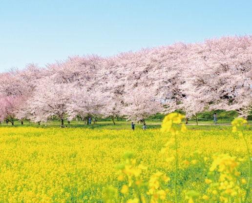 約1000本の桜が咲き誇る「権現堂公園 桜堤」