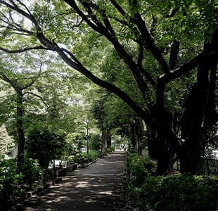 千鳥ヶ淵公園(徒歩15分/約1,200m)