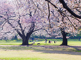 砧公園