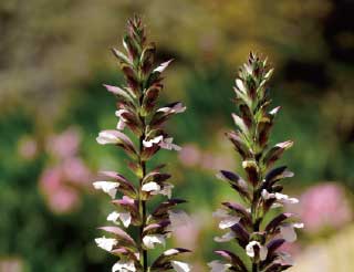 アカンサスモリス