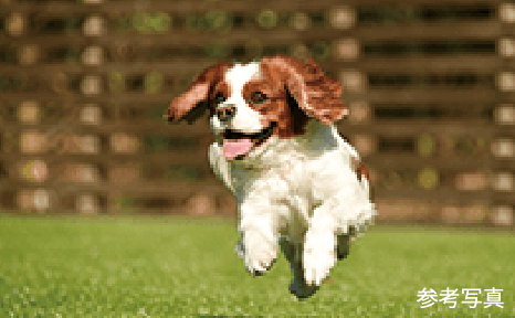 ペット飼育可能