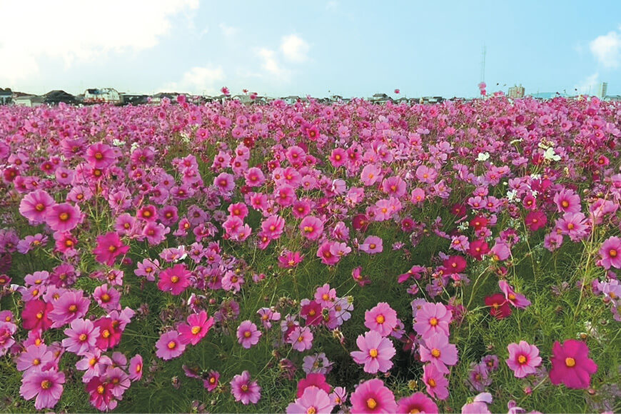 コスモス畑（油ヶ淵水辺公園）　車15分（約9,460m）【見頃：10月下旬】