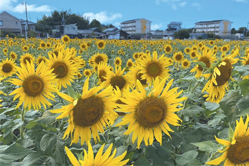 榎前町のひまわり　車9分（約5,920m）【見頃：9月中旬～10月上旬】
