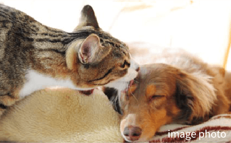 ペット飼育可能