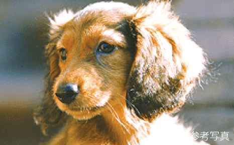 愛するペットと過ごす楽しい暮らし