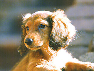 愛するペットと過ごす楽しい暮らし