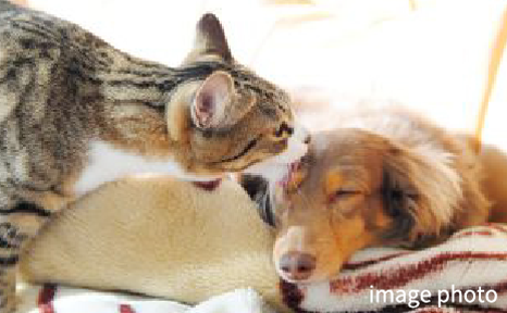 ペット飼育可能