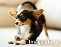 Image photo