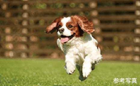 ペット飼育可能