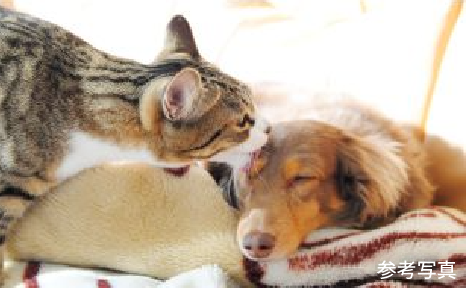 ペット飼育可能